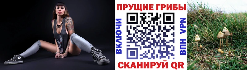 Псилоцибиновые грибы Cubensis Кодинск